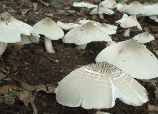 Nấm mối, đặc sản trời ban cho nền ẩm thực Việt Nam