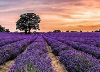 Tour Anh – Scotland trọn gói: Đắm mình giữa rừng hoa Oải hương đẹp nhất thế giới Tour Anh - Scotland trọn gói: Đắm mình giữa rừng hoa Oải hương đẹp nhất thế giới