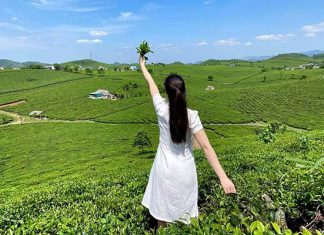 Khám phá chuyến du lịch hè Mộc Châu tự túc chi phí ra sao? Khám phá chuyến du lịch hè Mộc Châu tự túc chi phí ra sao?