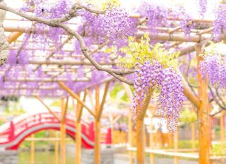 Mách bạn 5 địa điểm ngắm hoa tử đằng vạn người mê khi du lịch Nhật Bản Mách bạn 5 địa điểm ngắm hoa tử đằng vạn người mê khi du lịch Nhật Bản